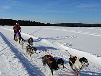 Schlittenhunderennen in Benneckenstein Bild: Schlittenhunderennen in Benneckenstein