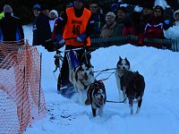 Schlittenhunderennen in Benneckenstein Bild: Schlittenhunderennen in Benneckenstein