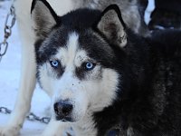 Schlittenhunderennen in Benneckenstein Bild: Schlittenhunderennen in Benneckenstein