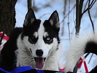 Schlittenhunderennen in Benneckenstein Bild: Schlittenhunderennen in Benneckenstein
