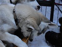 Schlittenhunderennen in Benneckenstein Bild: Schlittenhunderennen in Benneckenstein