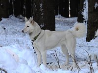 Schlittenhunderennen in Benneckenstein Bild: Schlittenhunderennen in Benneckenstein