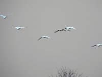 Wildgänse am Köckernsee Bild: Wildgänse am Köckernsee