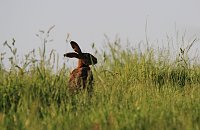 Ernte und Mahd bedeuten Gefahr für Wildtiere Bild: Ernte und Mahd bedeuten Gefahr für Wildtiere