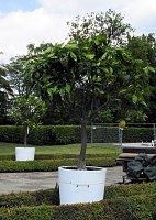Bild: Lustwandeln im Park von Oranienbaum