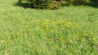 Bild: Gesucht wird: Die Trollblume