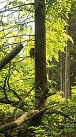Bild: Sonntagswanderung bei Thale