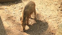 Bild: Sonntagswanderung bei Thale