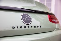 Nach oben ist beim Diospyros alles offen Bild: Nach oben ist beim Diospyros alles offen