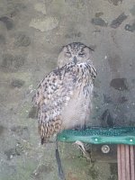 Gelebtes Mittelalter auf Burg Falkenstein Bild: Gelebtes Mittelalter auf Burg Falkenstein