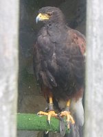 Gelebtes Mittelalter auf Burg Falkenstein Bild: Gelebtes Mittelalter auf Burg Falkenstein