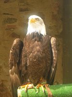 Gelebtes Mittelalter auf Burg Falkenstein Bild: Gelebtes Mittelalter auf Burg Falkenstein