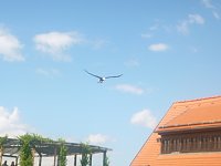Gelebtes Mittelalter auf Burg Falkenstein Bild: Gelebtes Mittelalter auf Burg Falkenstein