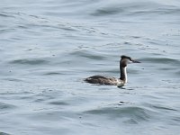 Sommerabend am Stausee Kelbra Bild: Sommerabend am Stausee Kelbra