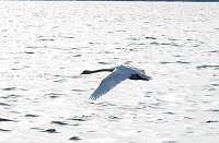 Sommerabend am Stausee Kelbra Bild: Sommerabend am Stausee Kelbra