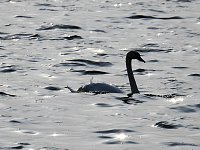 Sommerabend am Stausee Kelbra Bild: Sommerabend am Stausee Kelbra