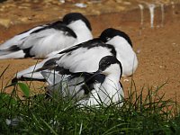 Bild: Zu Gast im Tierpark Dessau