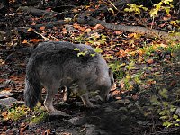 Bild: Peter Blei im B&auml;renpark Worbis