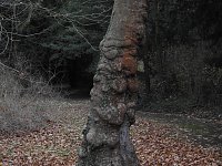 Bild: Abstecher in den W&ouml;rlitzer Park