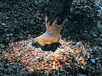 Bild: Abstecher in den W&ouml;rlitzer Park