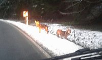 Bild: Die beiden Tiere am Morgen