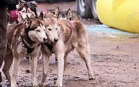 Schlittenhunderennen in Pullmann City II Bild: Schlittenhunderennen in Pullmann City II
