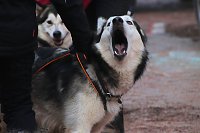 Schlittenhunderennen in Pullmann City II Bild: Schlittenhunderennen in Pullmann City II