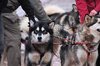 Schlittenhunderennen in Pullmann City II Bild: Schlittenhunderennen in Pullmann City II