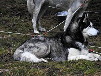 Bild: Schlittenhunde rennen rund um Benneckenstein