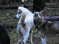 Bild: Schlittenhunde rennen rund um Benneckenstein