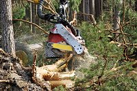 Bild: Ganze B&auml;ume werden gegriffen, angehoben, durch einen Entster geschoben und auf L&auml;nge geschnitten - und das innerhalb weniger Sekunden.