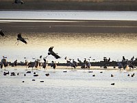 Bild: Die Vorboten flogen an