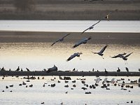 Bild: Die Vorboten flogen an