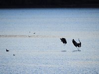 Bild: Die Vorboten flogen an