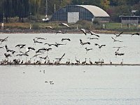 Kraniche am Stausee Bild: Kraniche am Stausee