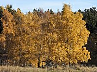 Herbst im Harz Bild: Herbst im Harz