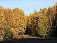 Herbst im Harz Bild: Herbst im Harz