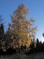 Herbst im Harz Bild: Herbst im Harz