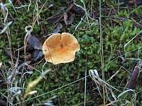 Herbst im Harz Bild: Herbst im Harz