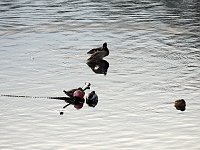 Wenig Wasser in der Talsperre Bild: Wenig Wasser in der Talsperre
