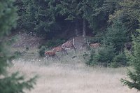 Rotwild im Harz Bild: Rotwild im Harz