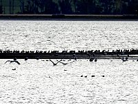 Bild: Abendstimmung am Stausee Kelbra