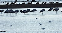 Bild: Abendstimmung am Stausee Kelbra