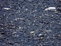 Das Sterben der Fische Bild: Das Sterben der Fische