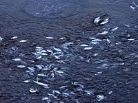 Das Sterben der Fische Bild: Das Sterben der Fische