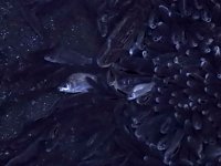 Das Sterben der Fische Bild: Das Sterben der Fische