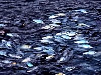 Das Sterben der Fische Bild: Das Sterben der Fische