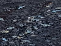 Das Sterben der Fische Bild: Das Sterben der Fische