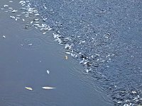 Das Sterben der Fische Bild: Das Sterben der Fische