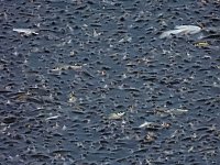 Das Sterben der Fische Bild: Das Sterben der Fische